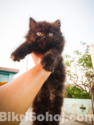 Traditional persian Male & Female kitten